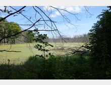 Ein moorartiger See mit grünem Bewuchs auf der Wasseroberfläche, umgeben von dichten Bäumen und toten, stehenden Baumstämmen am Rand. Im Vordergrund befinden sich Äste und Sträucher, die den Blick auf die Landschaft leicht einrahmen.