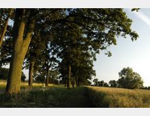 Eine ländliche Allee, gesäumt von hohen Bäumen, neben einem schmalen Feldweg und einem Getreidefeld im Sonnenlicht. Im Hintergrund sind weitere Bäume und blauer Himmel sichtbar.