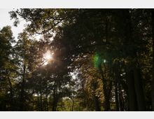 Ein Wald mit dichtem Laubwerk, durch das Sonnenstrahlen hindurchscheinen. Hohe Bäume und grüne Blätter prägen die Szenerie, die eine friedliche, naturbelassene Umgebung vermittelt.