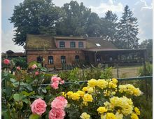Backsteinhaus mit grün bewachsenem Dach in ländlicher Umgebung, umgeben von Bäumen. Im Vordergrund ein Garten mit blühenden rosa und gelben Rosen, eingefasst von einem Metallzaun.