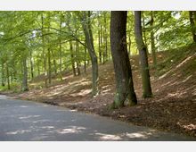 Waldweg mit dichtem Baumbestand, bestehend aus Laubbäumen, die lichtdurchflutetes Grün erzeugen. Der Weg ist asphaltiert und verläuft parallel zu einem leicht ansteigenden bewaldeten Hang.