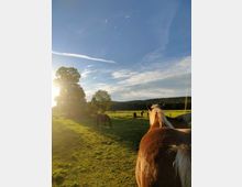 Weide mit mehreren Pferden unter klarem Himmel. Im Vordergrund ist ein braunes Pferd von hinten zu sehen, während andere Pferde im Hintergrund grasen. Die Landschaft umfasst Bäume, eine grüne Wiese und Wälder im Hintergrund, beleuchtet von tiefstehender Sonne.