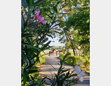 Ein Weg in einer ländlichen Umgebung, gesäumt von Oleanderbüschen im Vordergrund und Bäumen im Hintergrund. Im mittleren Bereich führt eine Person zwei Pferde entlang des Weges, umgeben von Wiesen und weißen Holzzäunen.