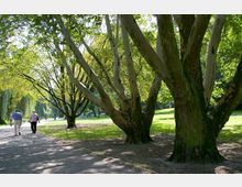 Eine parkähnliche Landschaft mit mehreren großen, weit verzweigten Bäumen, sonnendurchflutetem Grün und einem gepflasterten Weg, auf dem Spaziergänger zu sehen sind. Im Hintergrund sind weitere Bäume und offene Rasenflächen sichtbar.