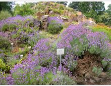 Ein botanischer Garten mit üppigen Lavendelpflanzen in voller Blüte, die auf einem Hügel mit natürlichen Steinformationen wachsen. Schilder markieren verschiedene Pflanzenarten, und im Hintergrund sind Bäume zu sehen.