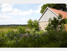 Ansicht eines ländlichen Gartens mit blühenden Lupinen und anderen Pflanzen vor einer kleinen Scheune mit einer Steinmauer und einem roten Ziegeldach. Im Hintergrund erstreckt sich eine offene Wiesenlandschaft unter einem bewölkten Himmel.