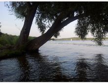 Ein großer, bogenförmiger Baum hängt über das Ufer eines ruhigen Sees, dessen Oberfläche leichte Wellen zeigt; im Hintergrund sind Segelboote und eine bewaldete Landschaft erkennbar.