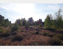 Offene Heidelandschaft mit niedrigen Sträuchern, jungen Kiefern und vereinzelten größeren Bäumen im Hintergrund. Der Himmel ist leicht bewölkt und hell, was auf sonniges Wetter hindeutet.