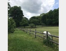 Weide mit Holzzaun, im Vordergrund ein weißes Pferd grasend; im Hintergrund Bäume und Wiesen unter bewölktem Himmel.