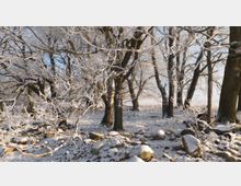 Winterliche Waldlandschaft mit kahlen Bäumen, deren Äste von Raureif bedeckt sind. Im Vordergrund liegen mit Schnee bedeckte Steine, während im Hintergrund eine offene, schneebedeckte Fläche sichtbar ist.