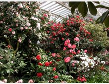 Innenraum eines Gewächshauses mit blühenden Kameliensträuchern in verschiedenen Rosatönen und Rotnuancen, umgeben von grünen Blättern und weißen Blumen. Über den Pflanzen befindet sich ein Dach aus Glas und Metall, das viel Licht in den Raum lässt.