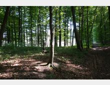 Ein Wald mit dicht stehenden Laubbäumen, durch deren Kronen Sonnenlicht auf den Waldboden fällt. Rechts im Bild verläuft ein schmaler, mit Laub bedeckter Waldweg.