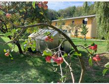 Ein Apfelbaum mit roten Äpfeln im Vordergrund, im Hintergrund ein Garten mit einer Glaskuppel-Gewächshausstruktur, umgeben von gepflegtem Rasen, Bäumen und einem gelben Gebäude.