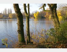 Seeufer mit Bäumen im Vordergrund und einem ruhigen See in herbstlicher Umgebung. Im Hintergrund sind Weidenbäume mit gelbem Laub und kahle Bäume sichtbar.