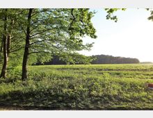Weite Wiese mit grünem Gras im Vordergrund, begleitet von mehreren Bäumen links im Bild, die teilweise die Sicht auf den Himmel verdecken. Im Hintergrund befinden sich ein Waldstück und ein heller Himmel, der die Szene beleuchtet.