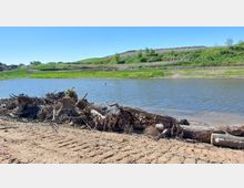 Flussufer mit sandigem Boden im Vordergrund, auf dem entwurzelte Baumstämme und Äste liegen. Im Hintergrund ein ruhiger Fluss, umgeben von einer grasbewachsenen Landschaft mit sanften Hügeln und vereinzelten Bäumen.