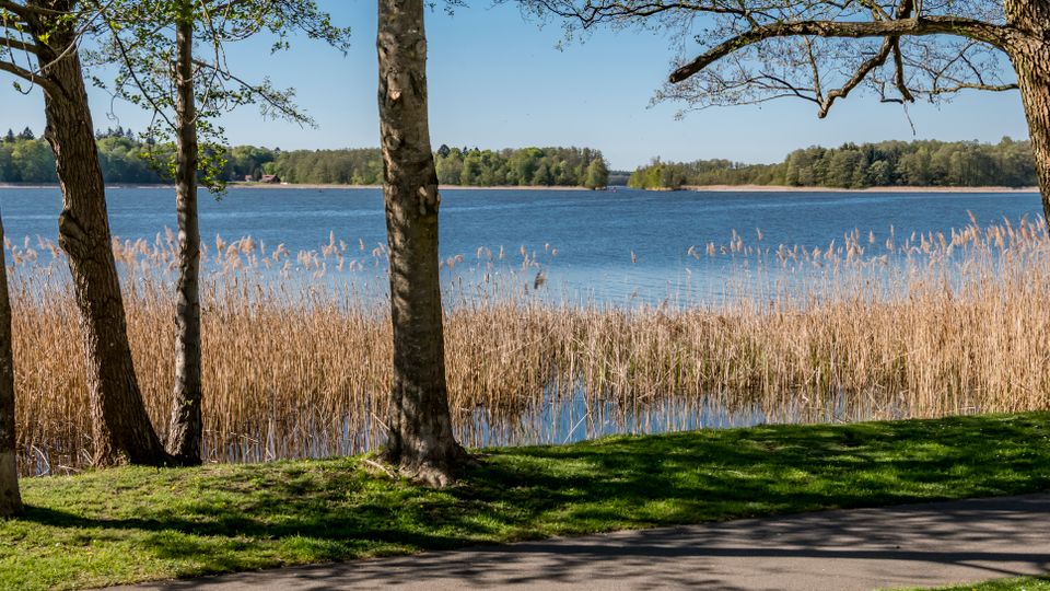 Lakeside park view with a paved path and grassy foreground shaded by tall trees, looking out over reeds along the shoreline. Calm blue water stretches to a distant forested берегline under a clear sky.