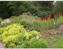 Ein üppiger Garten mit dichtem Bewuchs, darunter leuchtend gelbe Bodendeckerpflanzen, rote Blumen auf langen Stängeln und grüne Sträucher. Im Hintergrund stehen hohe Bäume und verschiedene Arten von Sträuchern, die die Umgebung begrenzen.
