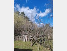 Blick auf einen kleinen Obstgarten mit mehreren kahlen Bäumen auf einer grasigen Fläche, dahinter ein Holzzaun und ein kleines Gartenhäuschen. Im Hintergrund stehen weitere Bäume unter blauem Himmel mit einzelnen Wolken.