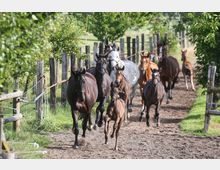 Eine Gruppe von Pferden, darunter Fohlen, läuft über einen umzäunten, unbefestigten Weg zwischen grünen Bäumen. Im Hintergrund sind Holzzäune und weitere Pferde zu sehen.