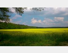 Weites Rapsfeld mit gelb blühenden Pflanzen, umgeben von einem dichten Waldstreifen am Horizont unter einem teils bewölkten Himmel; im Vordergrund einige Äste eines Baumes.