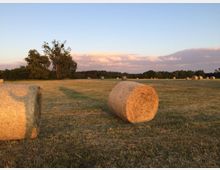 Weite Wiesenlandschaft mit mehreren runden Heuballen, die auf einem gemähten Feld verteilt liegen. Im Hintergrund eine Baumreihe und ein Himmel mit Wolken im warmen Licht der Abenddämmerung.