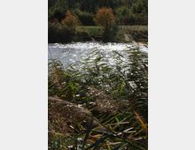 Ein Fluss mit glitzernder Wasseroberfläche im Sonnenlicht, umgeben von hohen Schilfpflanzen im Vordergrund und herbstlich gefärbten Bäumen am Ufer. Im Hintergrund ist dichter grüner Wald sichtbar.
