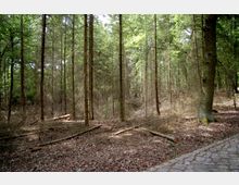 Ein Wald mit hohen Nadelbäumen, vereinzelten Laubbäumen und einer Lichtung im Hintergrund. Der Boden ist mit Laub und umgestürzten Ästen bedeckt, rechts verläuft ein gepflasterter Weg entlang des Waldrandes.