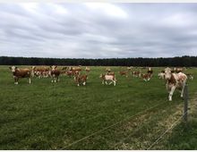 Weite, grüne Weide mit grasbewachsenem Boden und einem einfachen Drahtzaun im Vordergrund. Im Hintergrund verläuft eine dichte Baumlinie unter einem bedeckten, wolkigen Himmel.