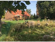 Backsteinbauernhaus mit rotem Ziegeldach und angrenzender Holzterrasse, umgeben von einer grünen Wiese. Im Vordergrund stehen Schafe auf einer grasbewachsenen Fläche, umgeben von Bäumen und ländlichem Ambiente.