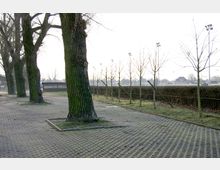 Gepflasterter Weg mit großen, bemoosten Bäumen auf der linken Seite und jungen, gerade gestützten Bäumen auf der rechten Seite, im Hintergrund eine Hecke, Sportplatzlampen und vereinzelte Gebäude.