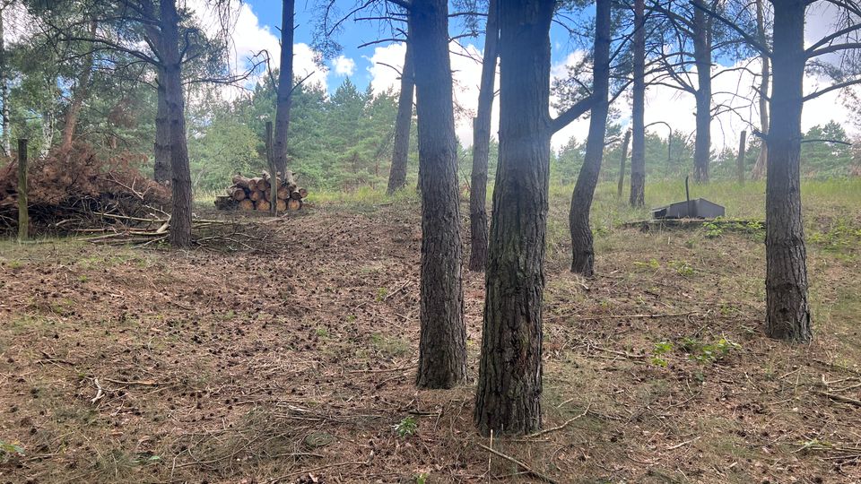 Lichter Kiefernwald mit sandigem, nadelbedecktem Boden und weit auseinanderstehenden Baumstämmen. Links liegen aufgeschichtete Baumstämme und Reisighaufen, im Hintergrund eine niedrige, grüne Waldfläche unter blauem Himmel mit Wolken.