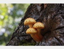 Drei gelbliche Pilze mit orangebraunen Punkten wachsen aus der Rinde eines Baumes, umgeben von Moos und natürlichem Waldhintergrund mit unscharfem, grünem Laub.