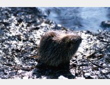 Ein Nutria (Sumpfbiber) sitzt auf einem feuchten, schlammigen Untergrund am Ufer eines Gewässers, dessen Wasser im Hintergrund sichtbar ist. Das Tier ist von nassem Boden und reflektierendem Licht umgeben.