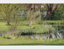 Ein kleiner Teich mit Schilf und umgeben von einer grünen Wiese und Bäumen, im Vordergrund steht ein Reiher am Ufer. Im Hintergrund ist ein mit Bäumen bewachsener Zaun sichtbar.