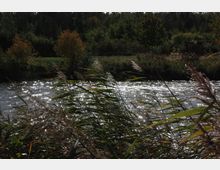 Eine Flusslandschaft mit schimmerndem Wasser, umgeben von Schilfrohr und dichtem, grünem Bewuchs im Hintergrund. Im Vordergrund sind Gräser und Schilf in der Brise sichtbar, im Hintergrund stehen Bäume und Sträucher.