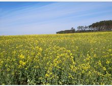 Ein großes Rapsfeld mit gelben Blüten erstreckt sich bis zum Horizont unter einem klaren blauen Himmel. Am rechten Bildrand befindet sich eine Baumreihe, die das Feld begrenzt.