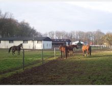Weide mit mehreren braunen Pferden, eingerahmt von Holzzäunen. Im Hintergrund stehen weiße und dunkle Stallgebäude sowie eine Baumreihe unter wolkigem Himmel.