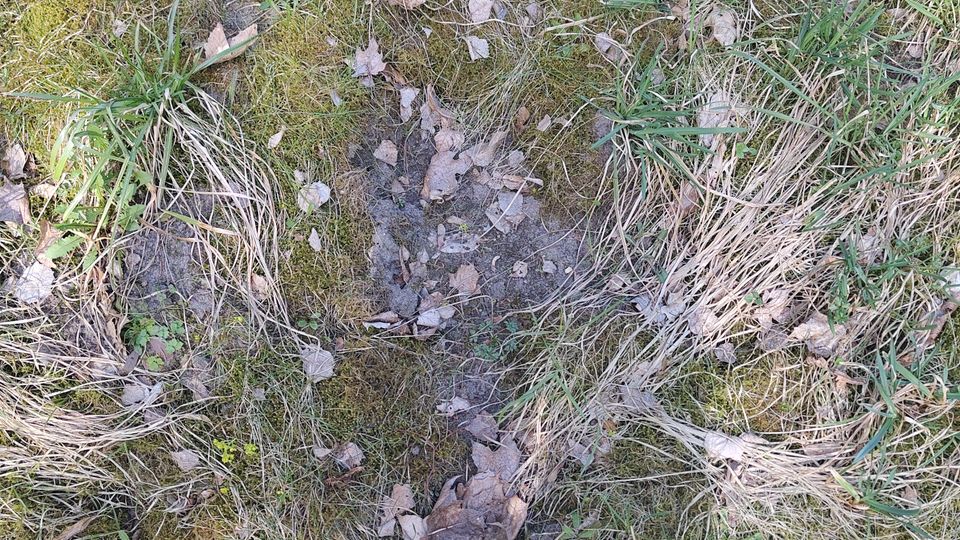 Moosiger Waldboden mit trockenen Grasbüscheln, Erde und verstreutem Laub. In der Mitte verläuft eine schmale, leicht vertiefte Spur oder Rinne durch den Bewuchs.