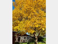 Ein Garten mit einem großen Baum, dessen Blätter leuchtend gelb gefärbt sind. Im Hintergrund steht ein kleines Haus mit weißer Fassade, einer überdachten Terrasse und grüner Hecke.