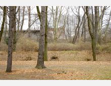 Laubwald mit kahlen Bäumen im Herbst, bedeckt von einer Schicht gefallener Blätter. Im Hintergrund sind Industriegebäude und Silos zu sehen, die teils von Sträuchern und Bäumen verdeckt werden.
