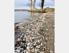 Ufer eines Sees mit einer Ansammlung von Muschelschalen auf sandigem Boden im Vordergrund, im Hintergrund Bäume, Gras und eine Sitzbank nahe dem Wasser.
