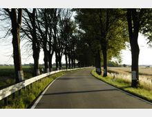 Landstraße mit glatter Asphaltoberfläche, gesäumt von einer Baumallee und Wiesen auf beiden Seiten. Die Bäume sind entlang des Weges mit weißen Markierungen versehen, und rechts verläuft ein gelbes Feld im Sonnenlicht.