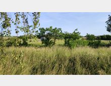 Eine ländliche Wiesenlandschaft mit hohem Gras und vereinzelten Bäumen im Vordergrund. Im Hintergrund sind ein kleines Gebäude, Zäune sowie weitere Bäume und Felder zu sehen.