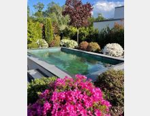 Rechteckiger Gartenpool mit grauem Rand und klarem Wasser, umgeben von dichtem Ziergarten mit blühenden Sträuchern und Bäumen. Im Hintergrund sind weitere Grünflächen und ein modernes, weißes Gebäude zu sehen.