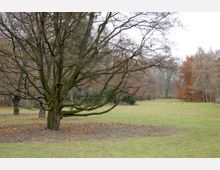 Weite Parklandschaft mit einer großen Wiese und einem markanten Baum mit breiten, verzweigten Ästen im Vordergrund. Im Hintergrund sind weitere Bäume mit herbstlichem Laub zu sehen.