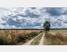Ländliche Szenerie mit einem Feldweg, der zwischen einem Maisfeld auf der linken Seite und einem abgeernteten Feld auf der rechten Seite verläuft; ein einzelner Baum steht am Wegesrand unter einem Himmel mit eindrucksvollen Wolkenformationen. Im Hintergrund ist ein Wald zu sehen.