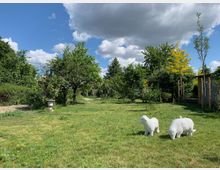 Eine grüne Gartenlandschaft mit einer Wiese und mehreren Bäumen. Im Vordergrund stehen zwei weiße Schafskulpturen, während rechts ein kleines Gartenhaus und links Büsche zu sehen sind; der Himmel ist teils bewölkt.