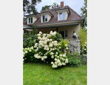 Ein Einfamilienhaus mit Satteldach und zwei Dachgauben, umgeben von einem gepflegten Garten mit blühenden weißen Hortensien und anderen Pflanzen. Die Fassade des Hauses ist beige, und eine kleine Steintreppe führt zum überdachten Eingang.