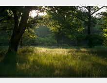 Wiese mit hohem Gras in einem lichten Wald, durch den die Sonne scheint und die Baumkronen in warmes Licht taucht. Im Vordergrund stehen große Bäume, deren Schatten auf die Wiese fallen.